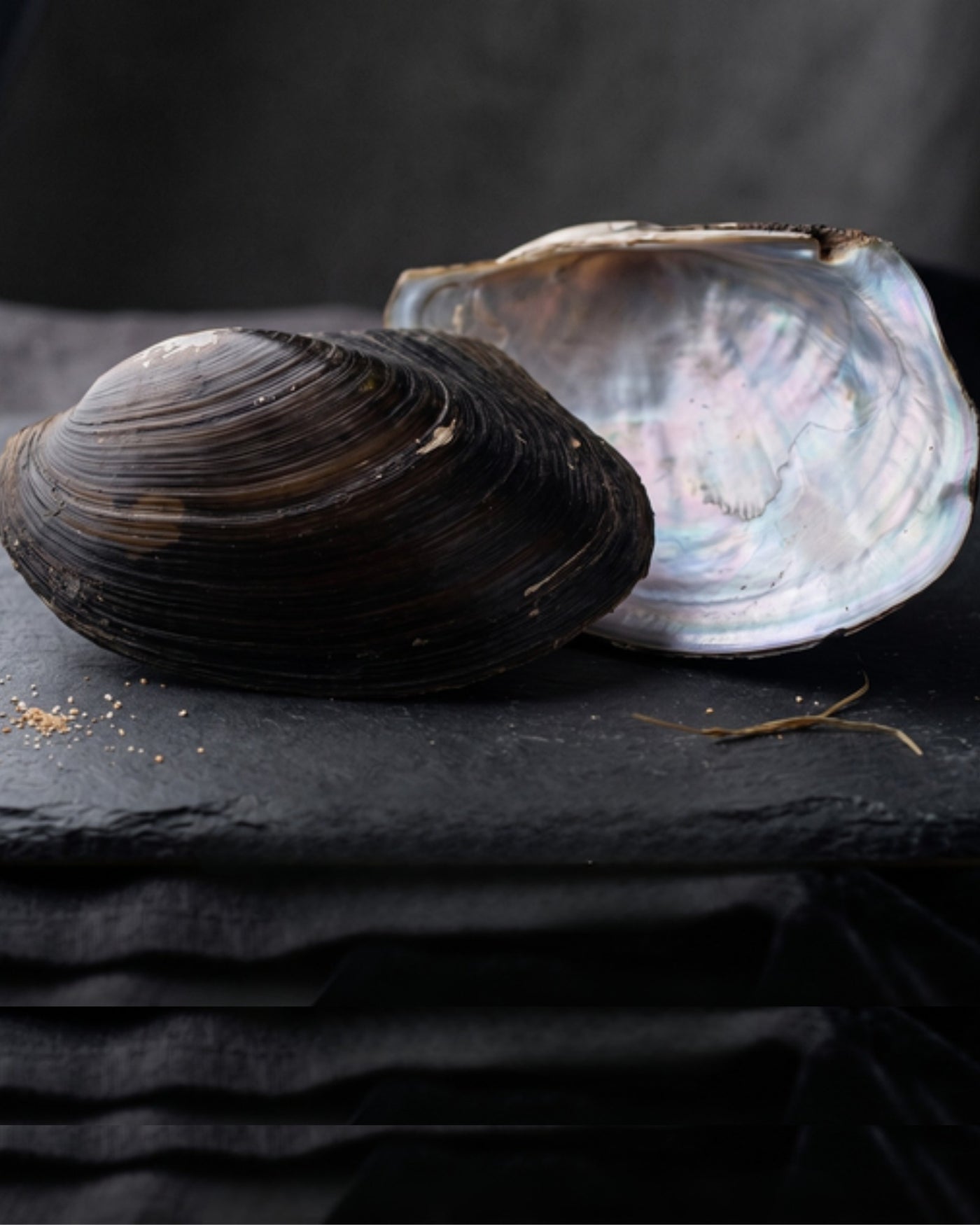 Shell atelier: iridescent mother-of-pearl nacre