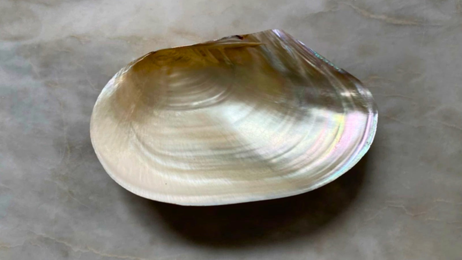A single mother-of-pearl shell